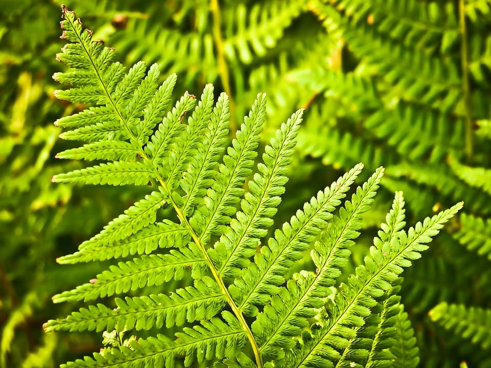 plantas verdes