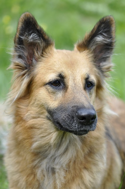 perro