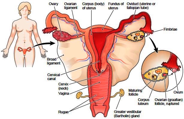 ¿Cuáles son las glándulas sexuales femeninas?