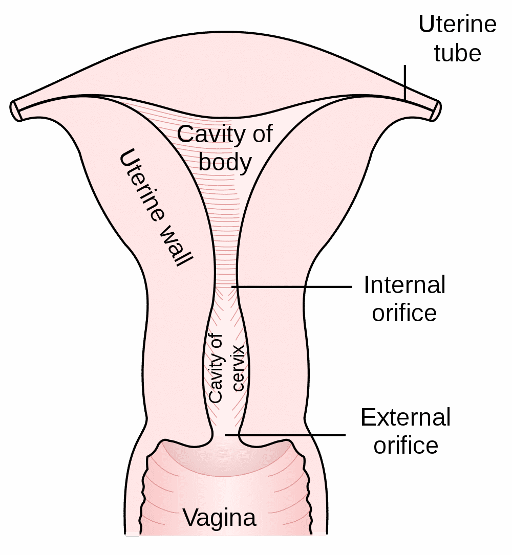 utero