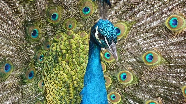 ¿Qué es la fauna?