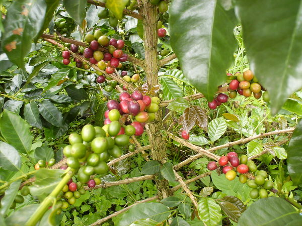 ¿Qué es el cafeto?