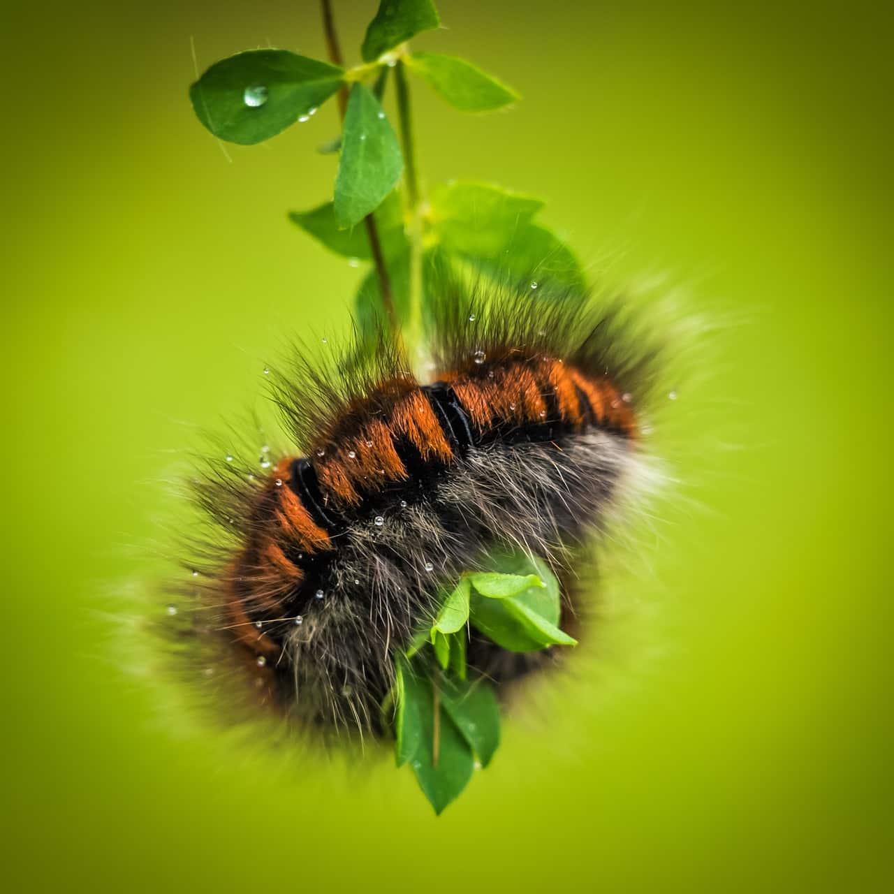 ¿Qué es una larva?