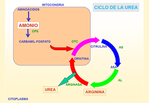 Sintesis de urea