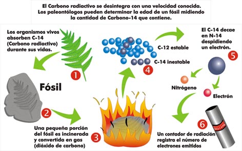 Datación mediante carbono 14