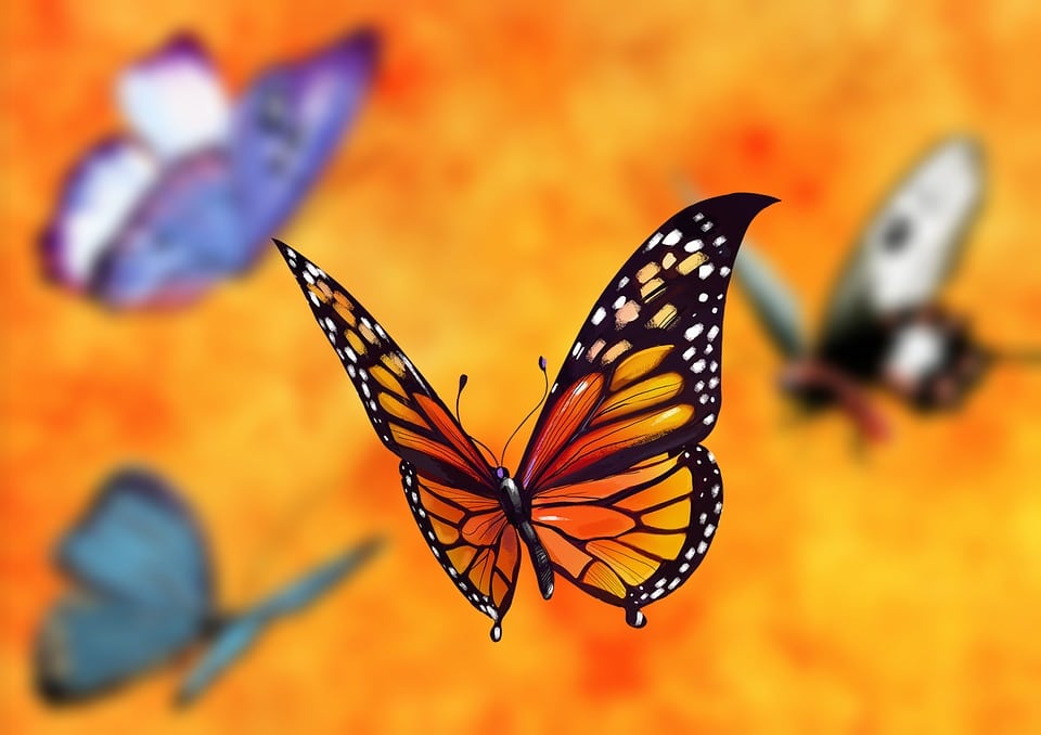 porque morimos mariposa alma