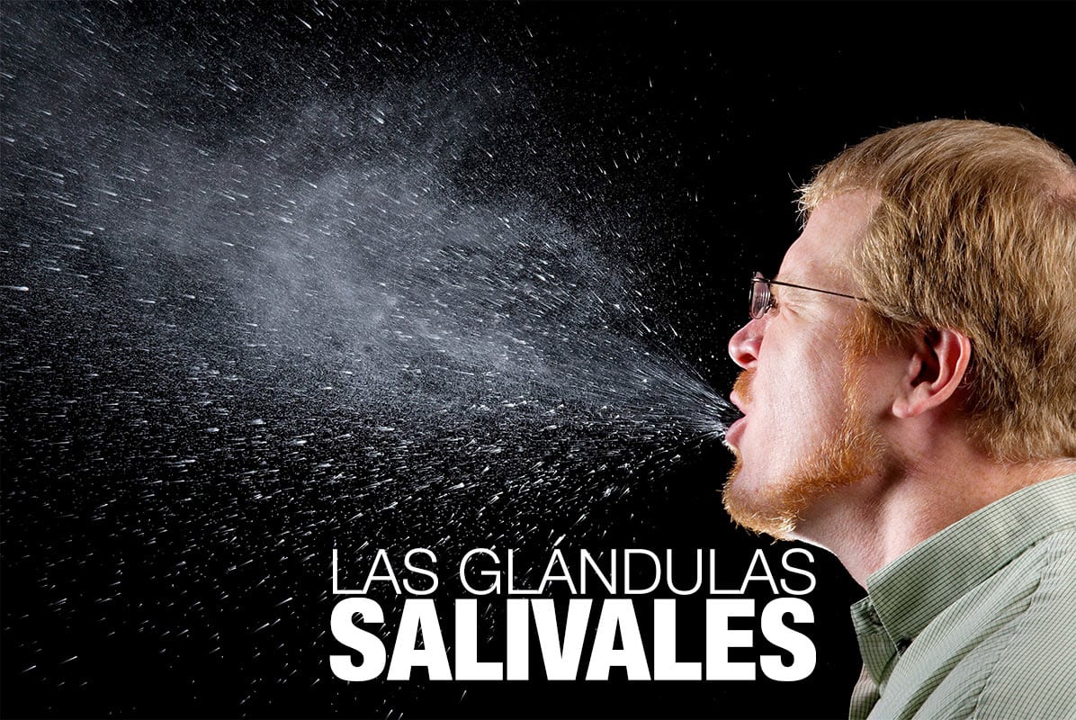 Las glándulas salivales