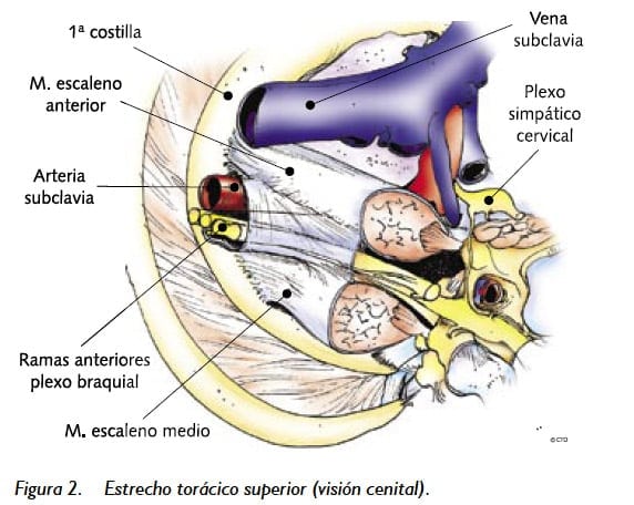 Partes del cuello