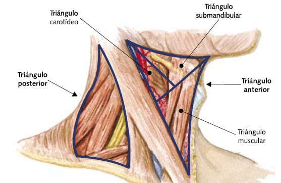 Partes del cuello