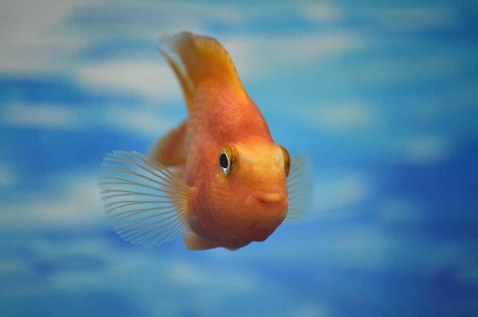 ¿Por qué no se ahogan los peces?