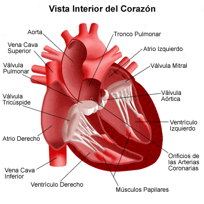 El Corazón y sus partes