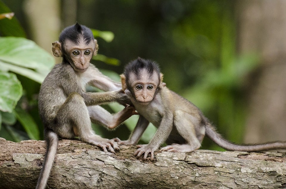 ¿Cómo hablan los animales?