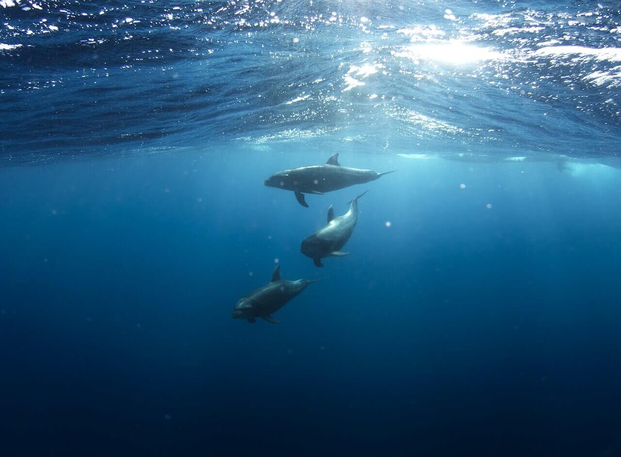 Delfines nadando
