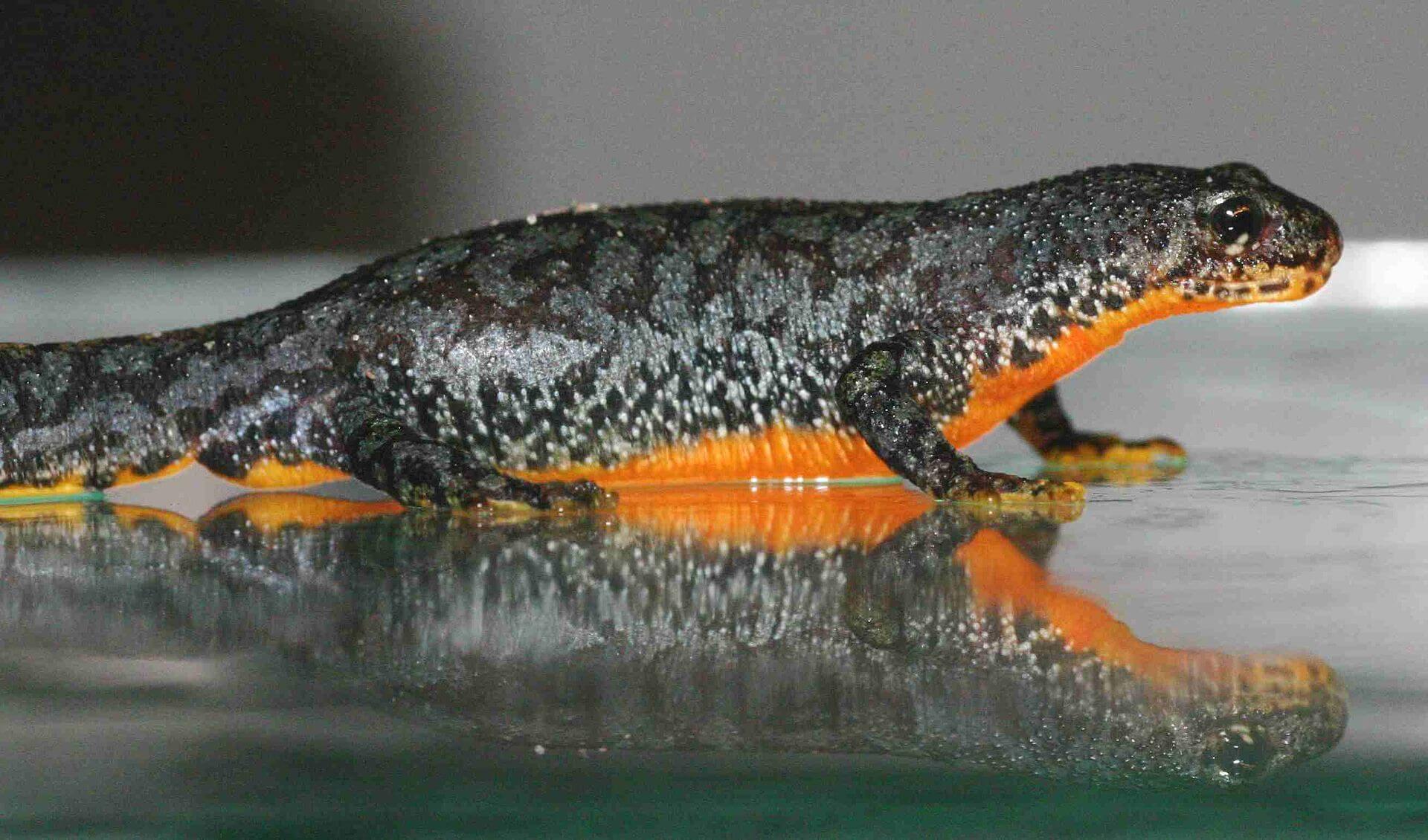 El tritón alpino