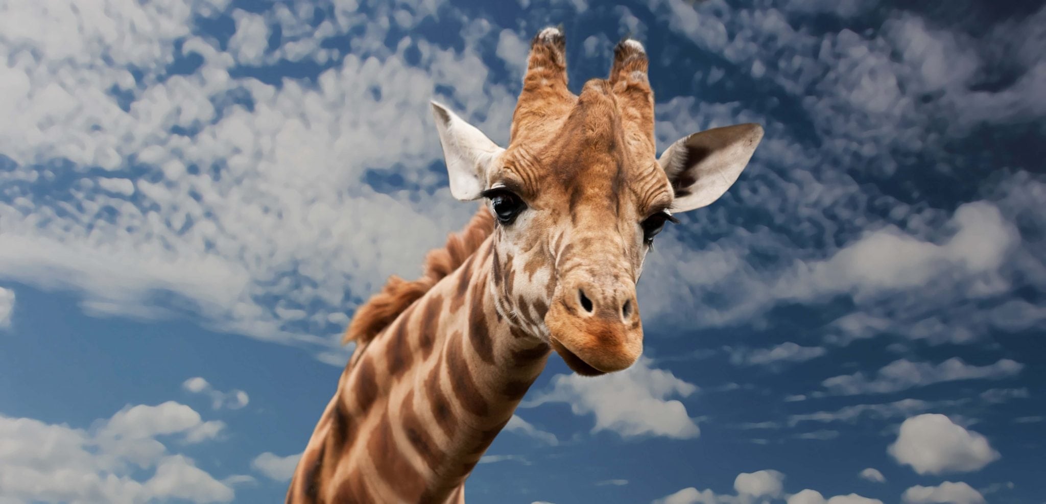 Los animales mamiferos para niños y adultos