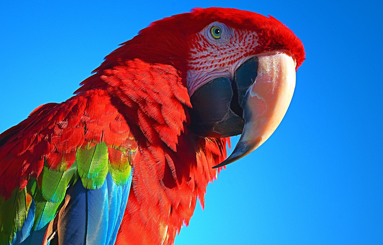 Enfermedades en los LOROS