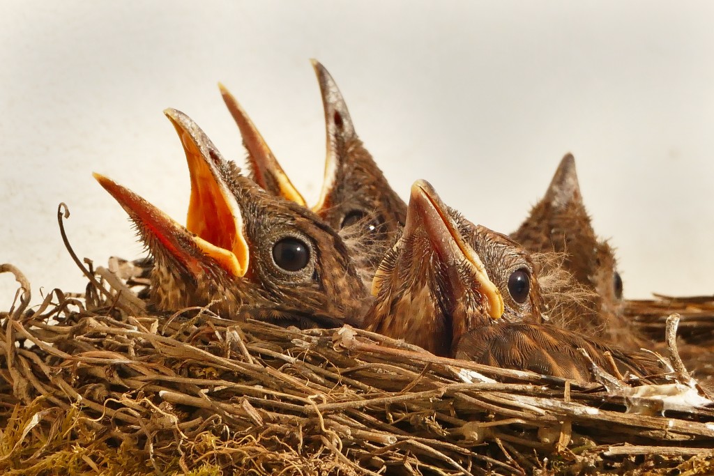 Cuidados de jilgueros y pájaros silvestres