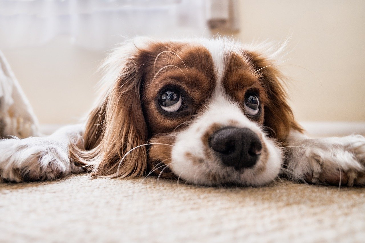 La OTITIS externa en perros