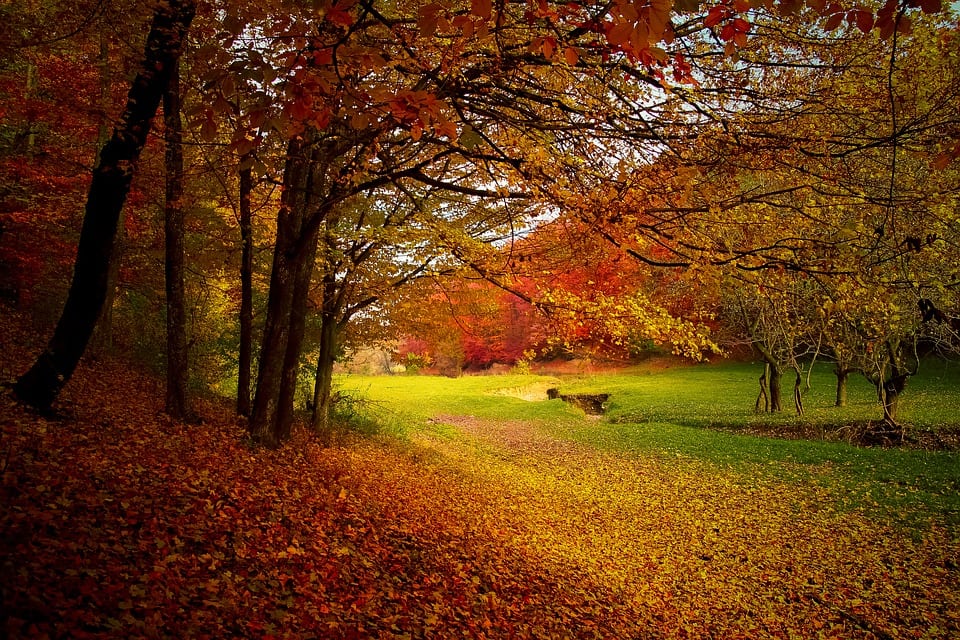 Paisaje otoñal