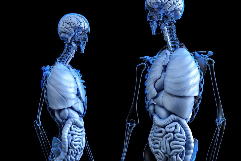 3D para aprender aprender anatomía