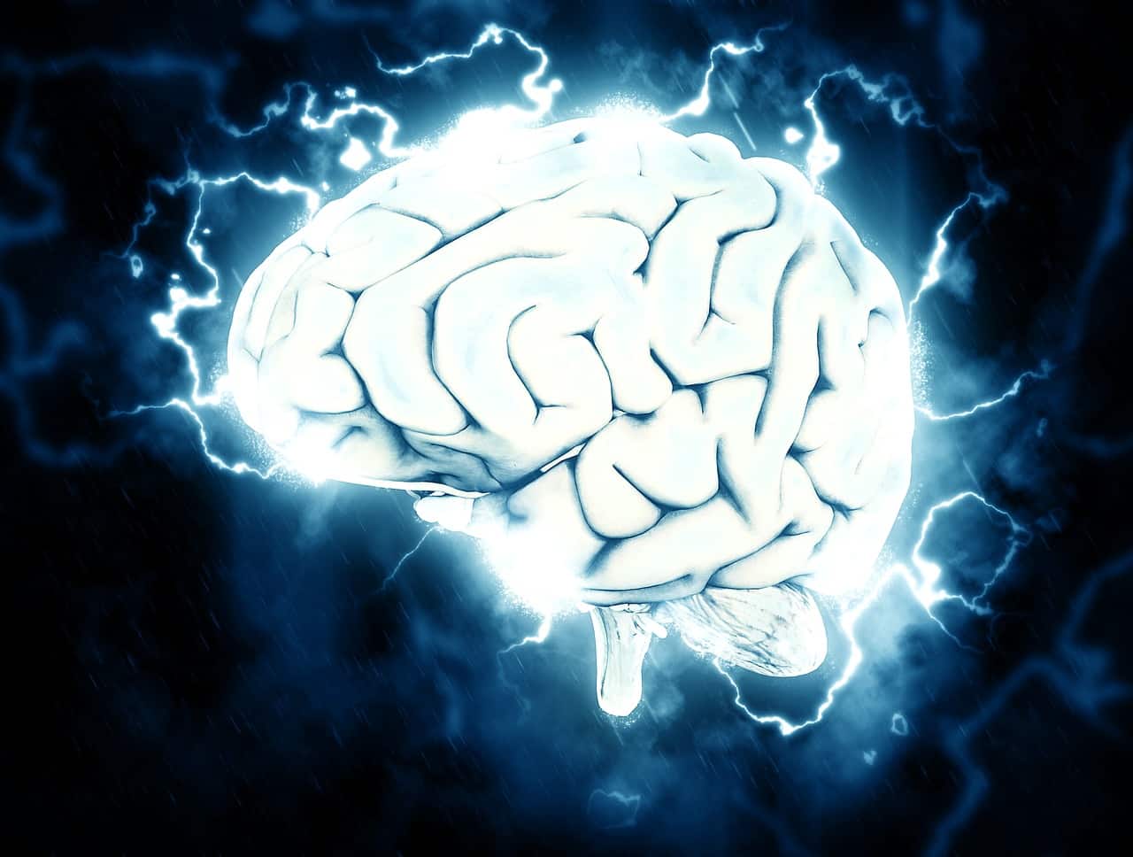El cerebro humano