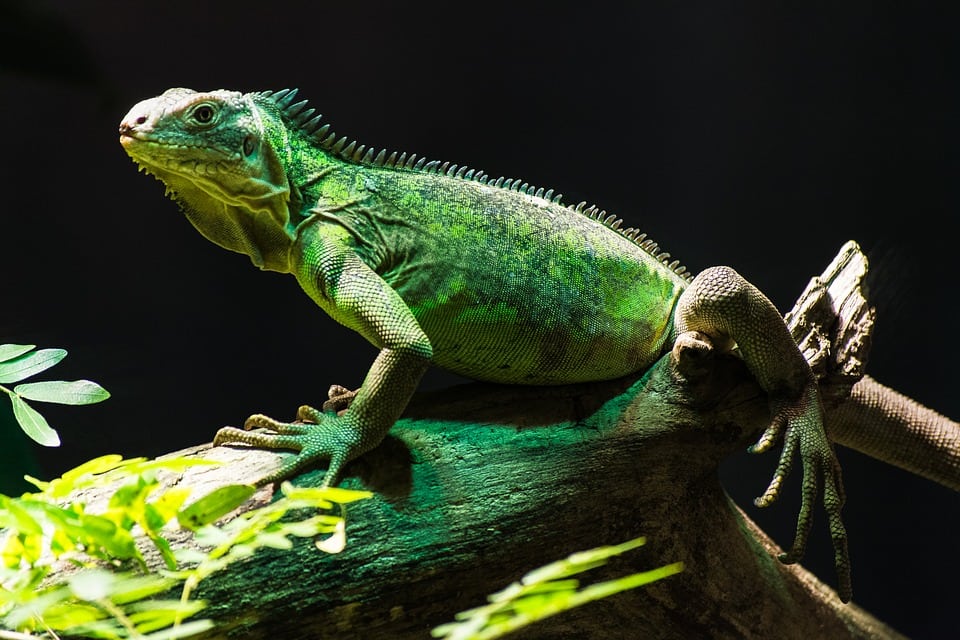 Los reptiles para niños de primaria y secundaria.