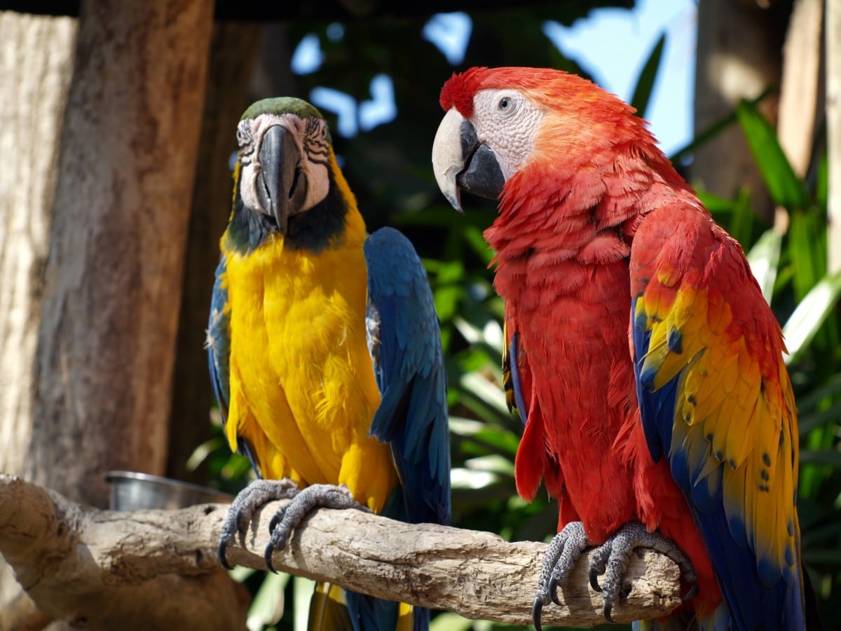 Los loros
