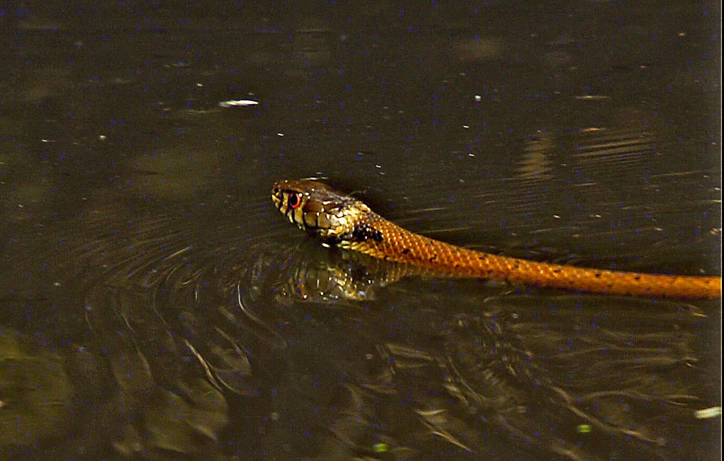 Culebra de Collar