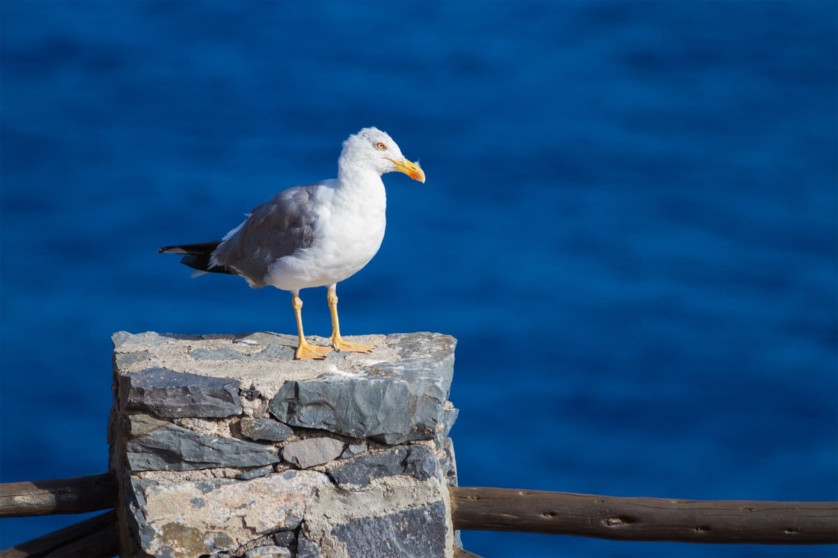 Gaviota cana