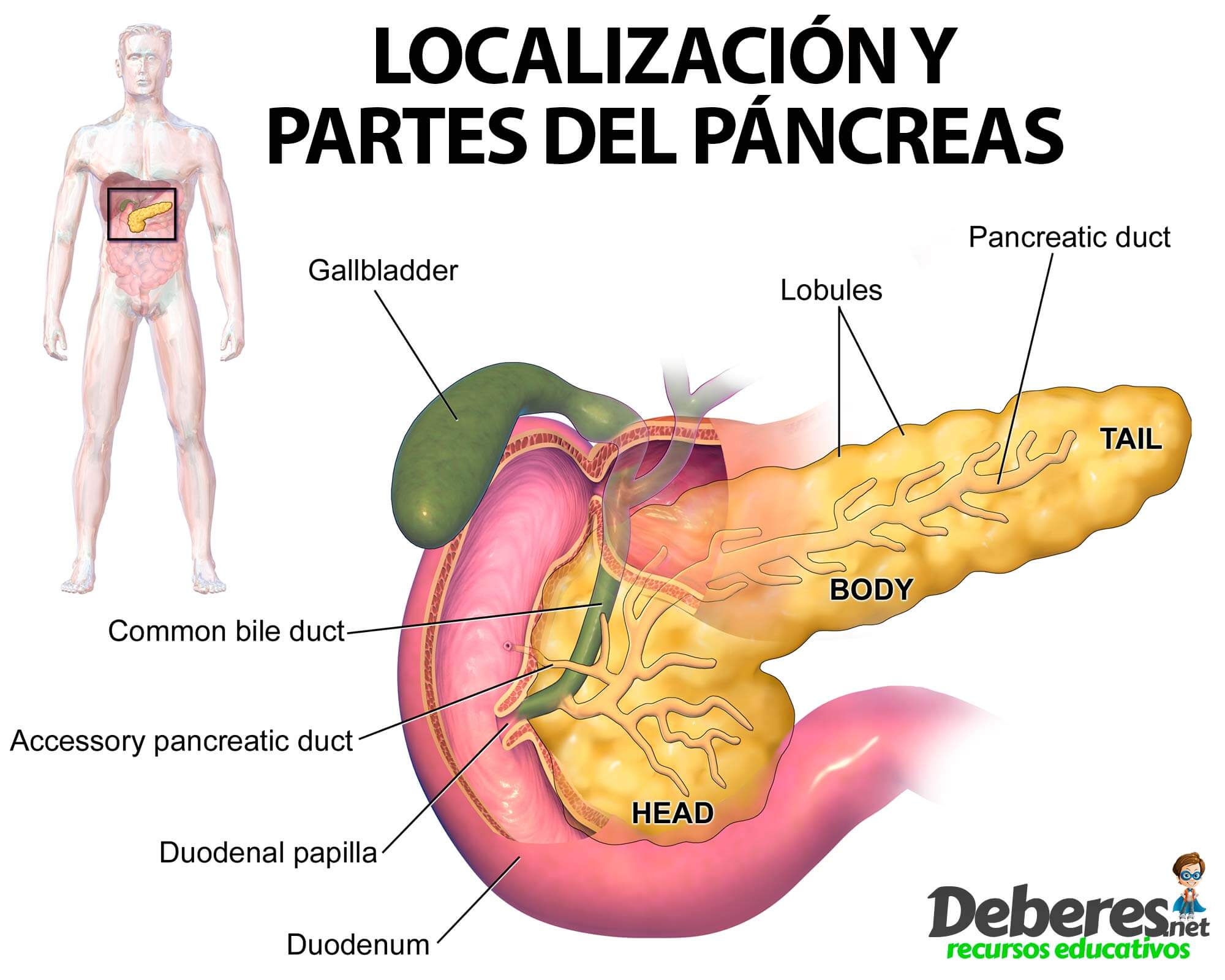 El Páncreas: localización, funciones y enfermedades
