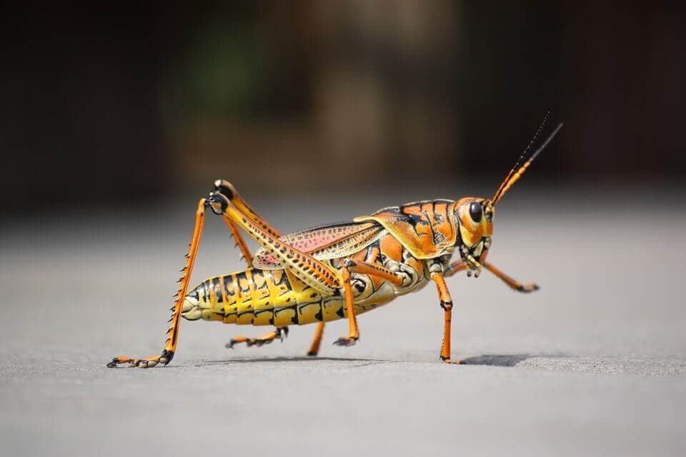Los insectos para niños de primaria y secundaria