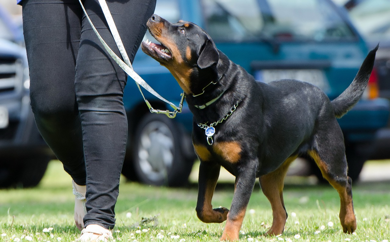 Como adiestrar a un perro. Adiestramiento perros