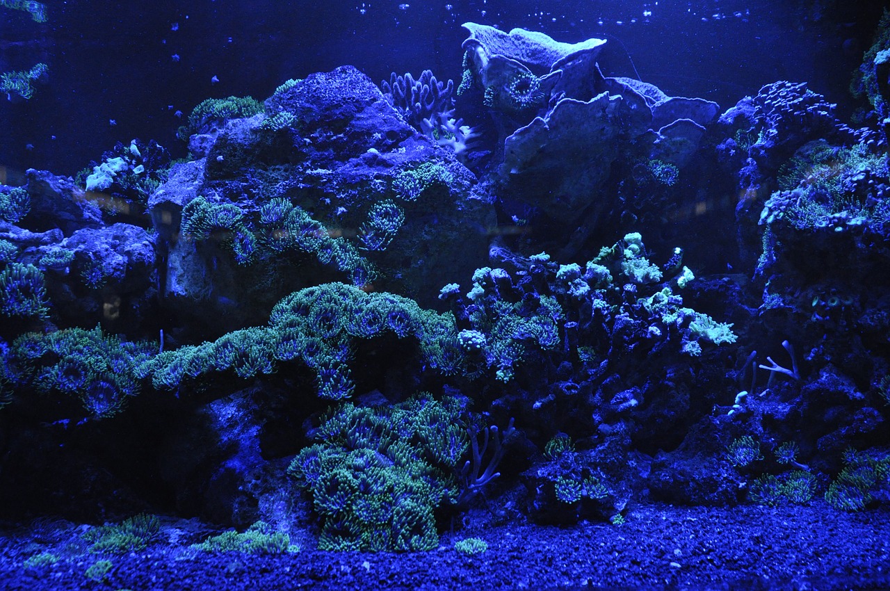 Decoración del acuario