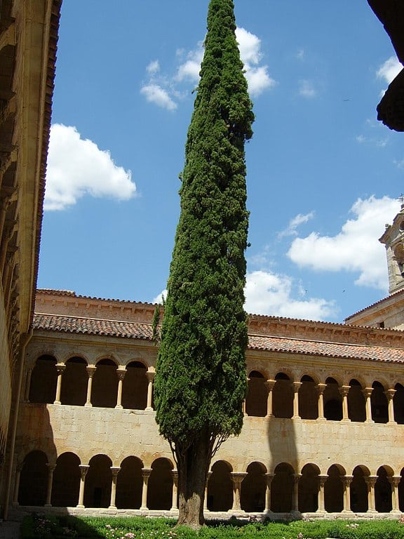 Cipres de Santo Domingo de Silos