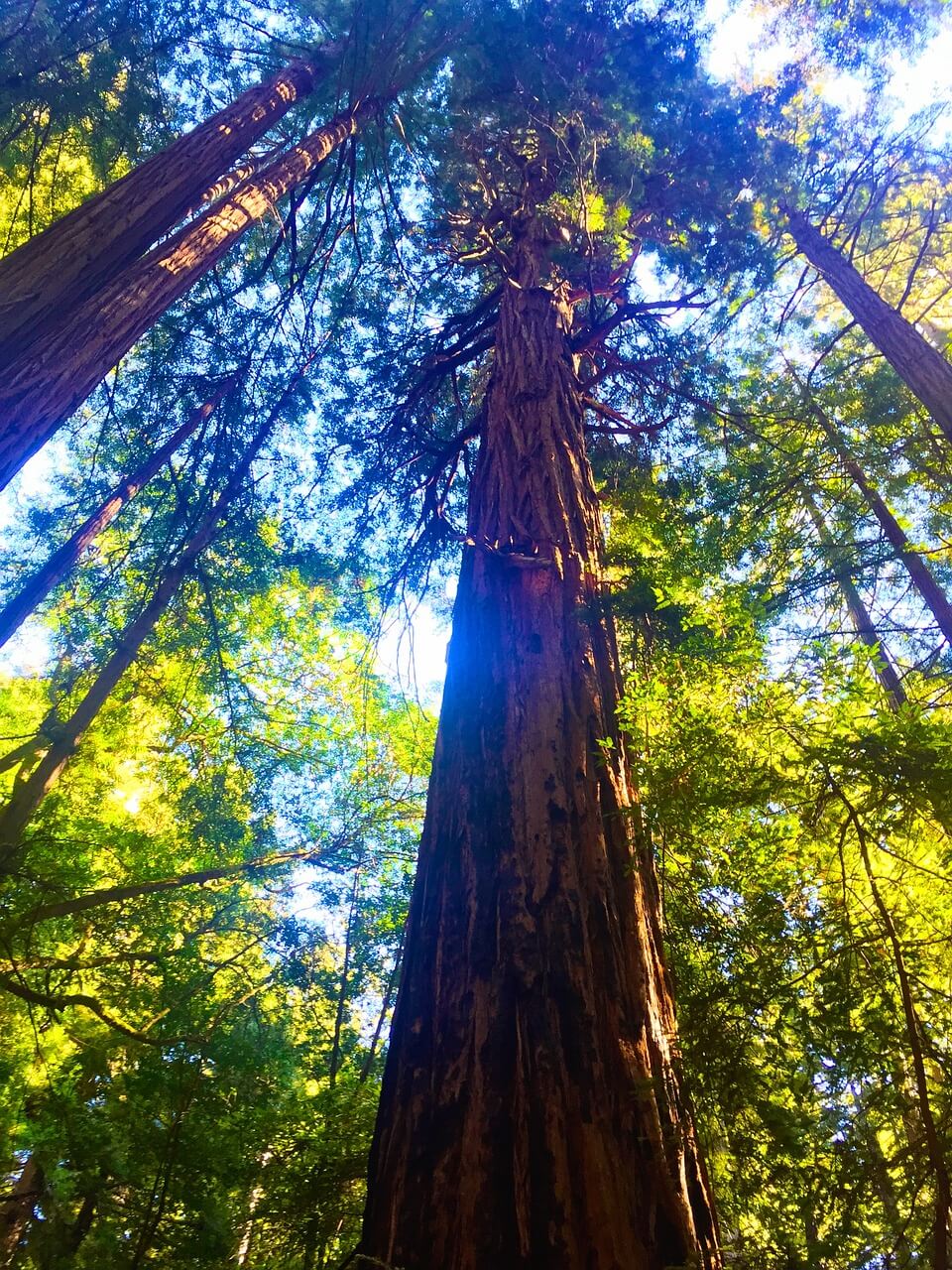 Secuoya gigante