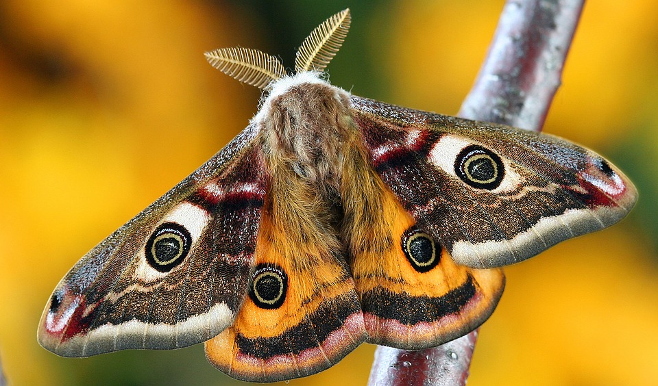 Observación de una polilla por el método cientifico
