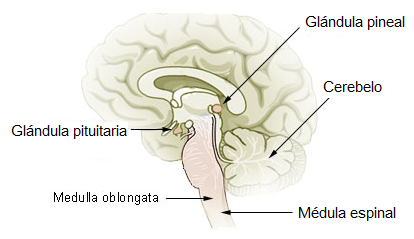La glándula pineal