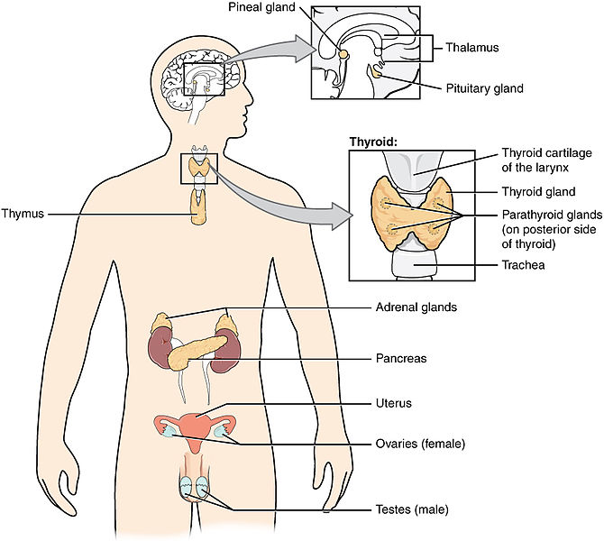 El sistema endocrino