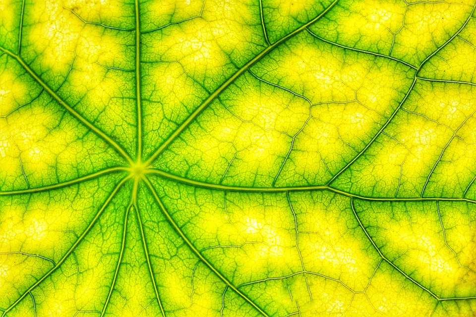 La fotosíntesis de las plantas: explicación, esquema y fases