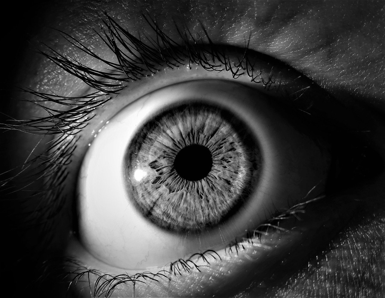 La percepción a través de los sentidos humanos