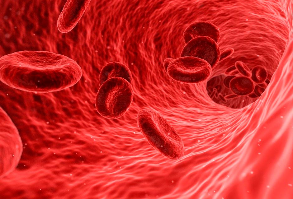 ¿Qué es la homeostasis?