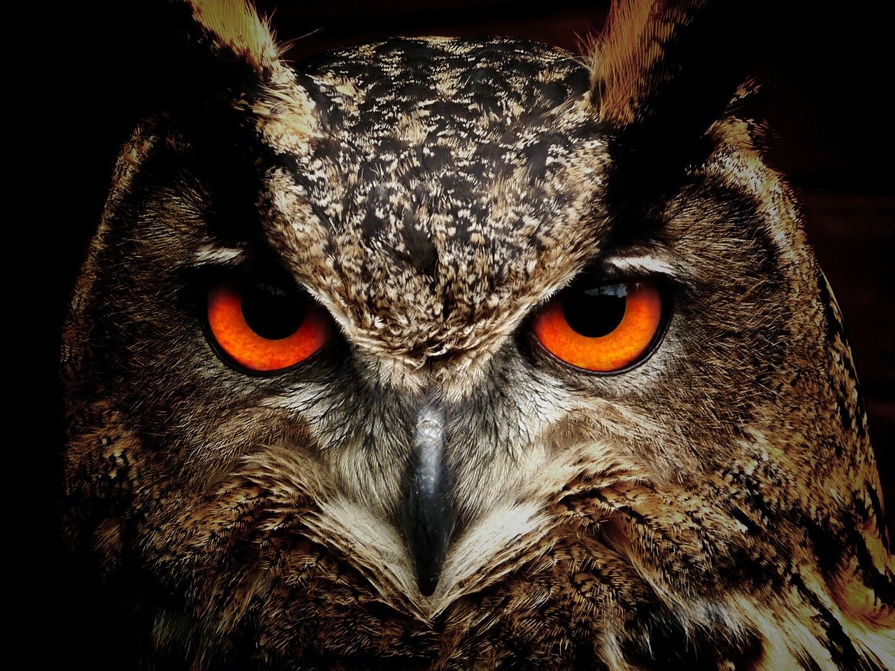 Los ritmos biológicos de los animales