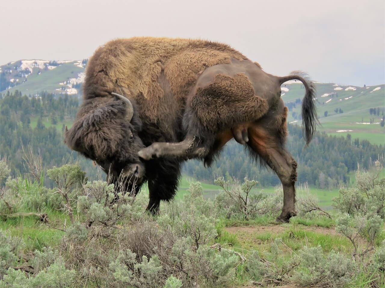 El Bisonte Americano: Información y características