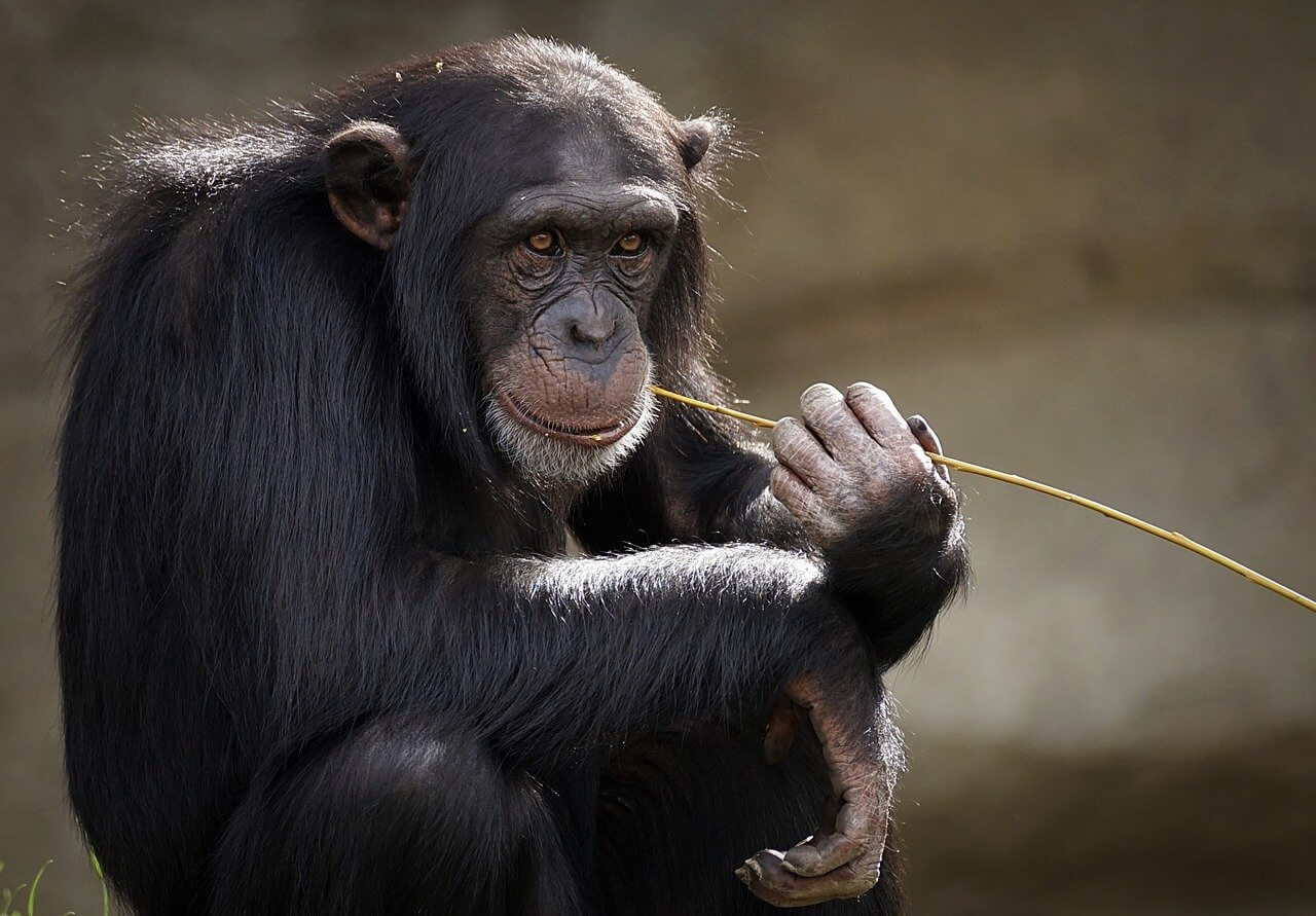 El Chimpancé: Información y características