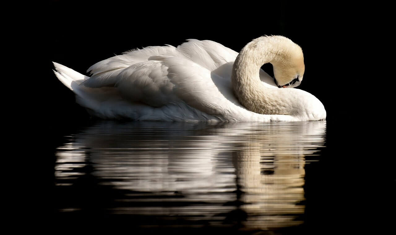 El Cisne: Información y características
