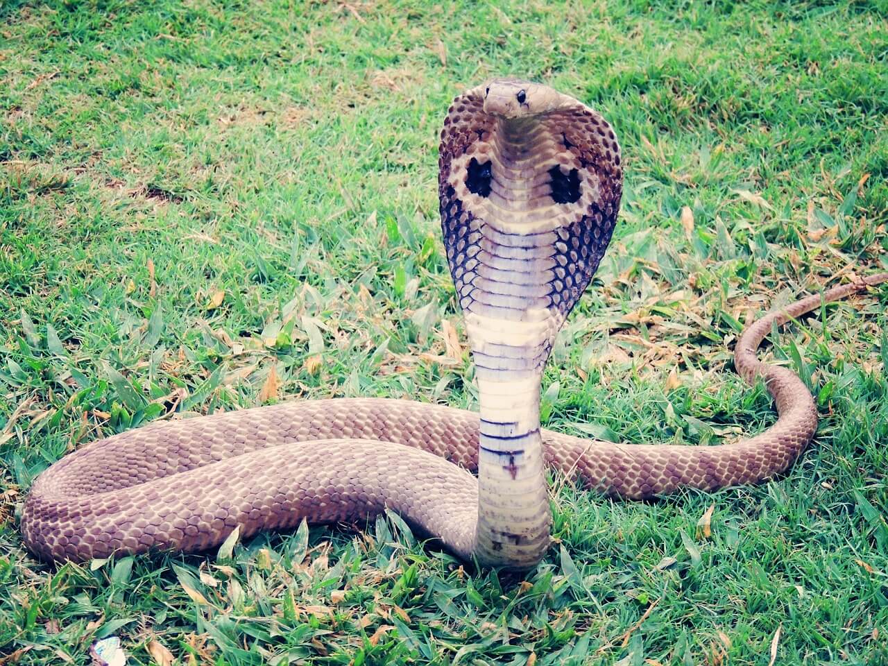 La Cobra: Información y características