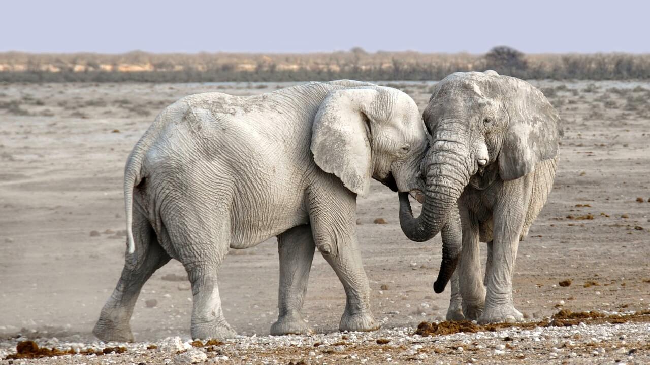 El Elefante Africano: Información y características