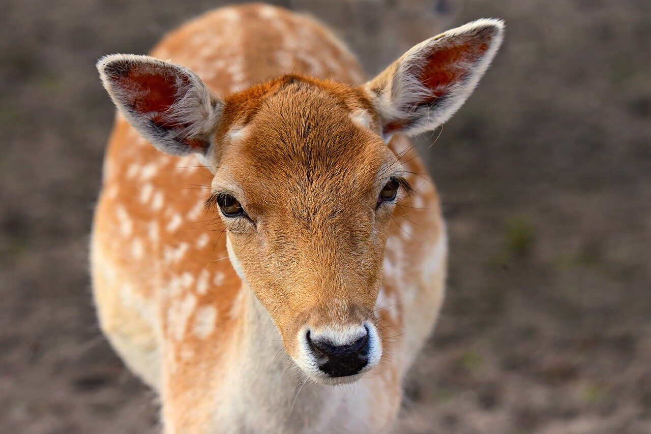 El Gamo: Información y características