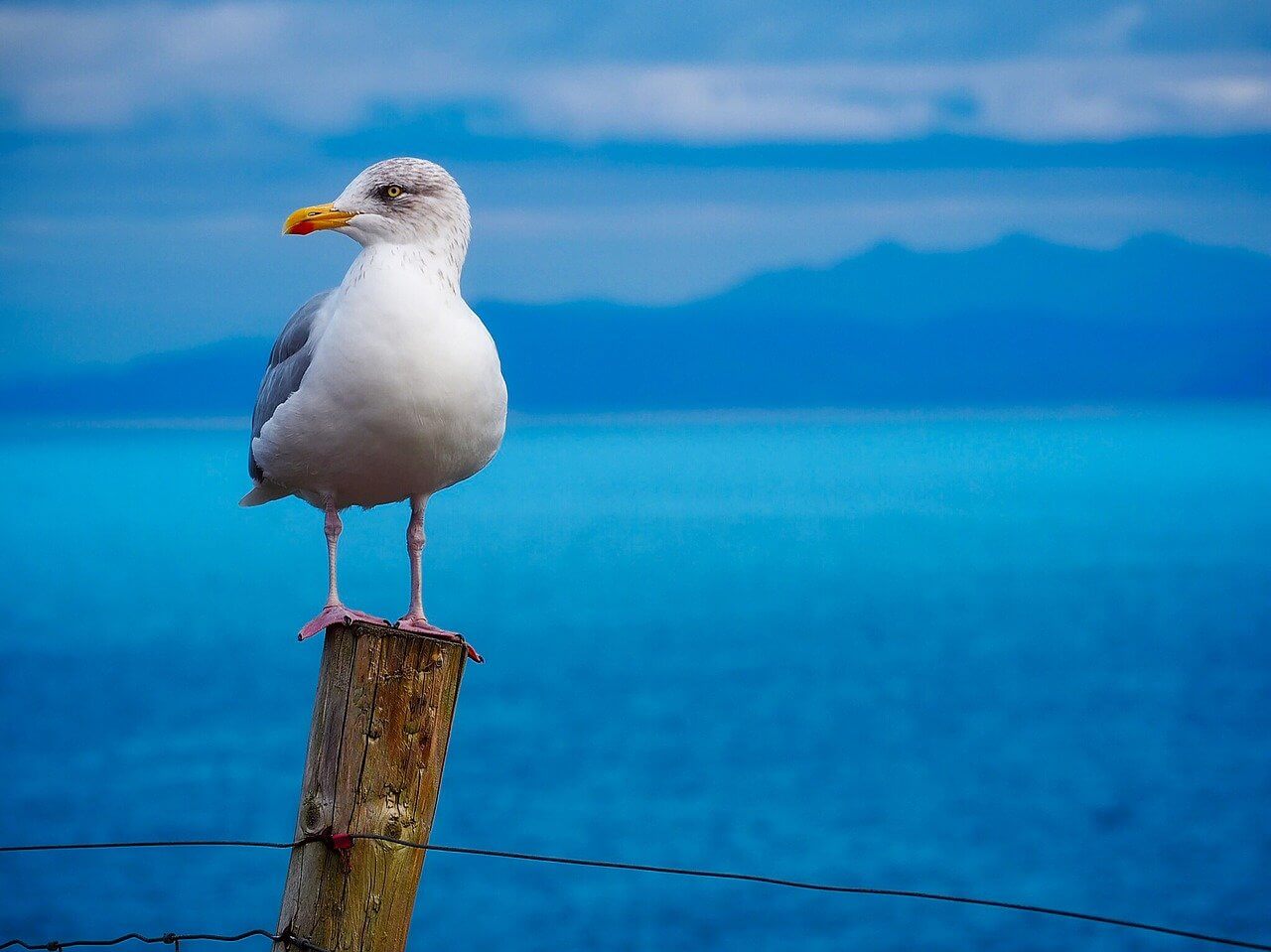 La Gaviota: Información y características