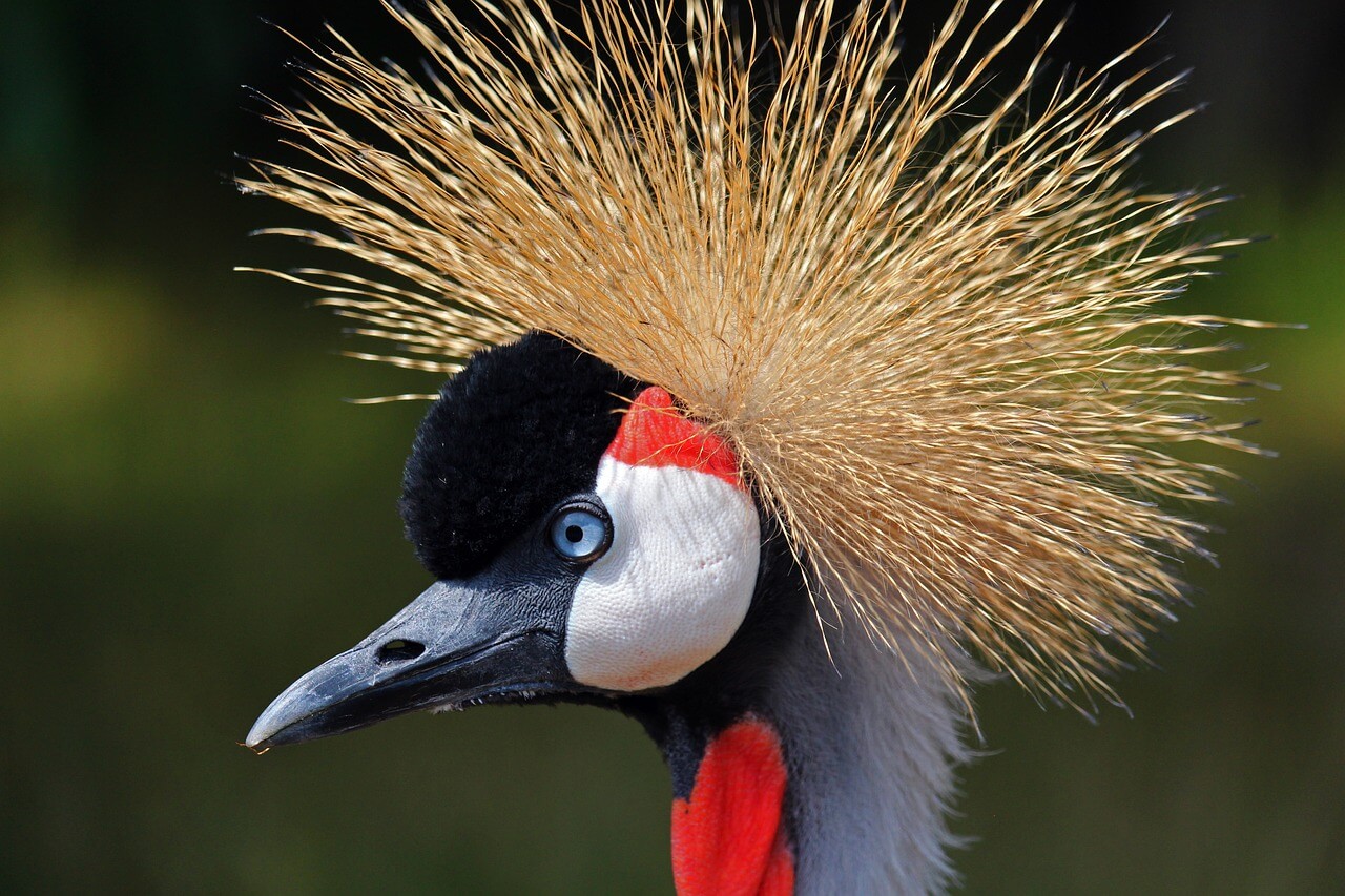 La Grulla coronada: Información y características